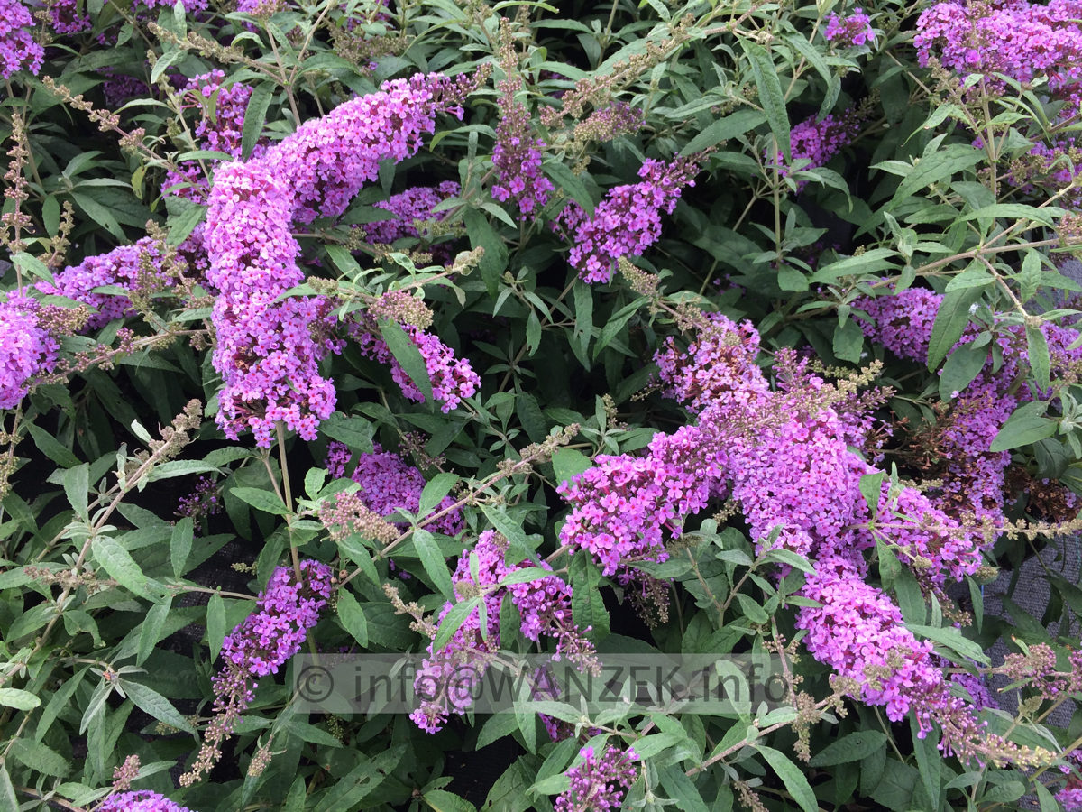 Buddleja BUZZ Violet.JPG